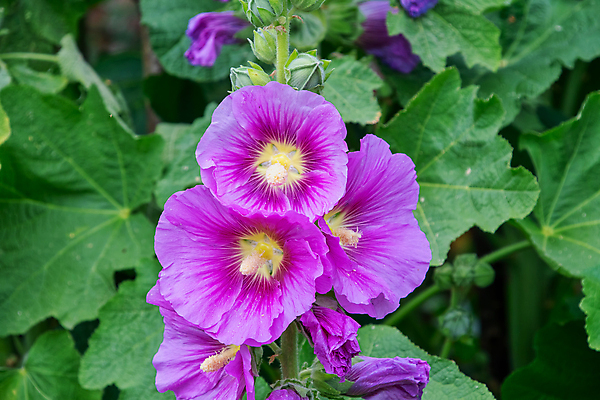 포토 JPG 해외이미지 식물 꽃잎 꽃 분홍색 백그라운드 자연 사람없음 빨간색 초록색 여름 컬러풀 뷰티 정원 벚꽃 개화 꽃가루 내추럴 해외포토 계절 컬러 가루 생태계 파일형식 이미지허브