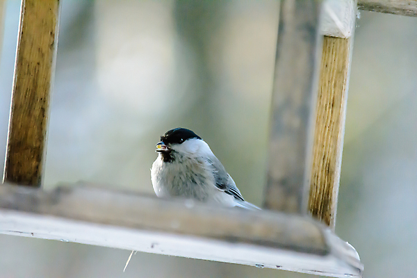 포토 JPG 해외이미지 식물 동물 계절 공원 야생동물 음식 백그라운드 겨울 날개 자연 조류 날씨 씨앗 사람없음 야외 목재 뷰티 환경 정원 냉동 추위 숲 작음 먹이 낟알 깃털 생물학 꼬리 서리 부리 내추럴 동물상 수수 수유 눈내림 해외포토 나무 공공시설 교육 재료 눈_날씨 조형물 크기 생태계 파일형식 이미지허브