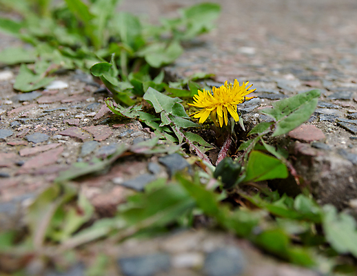 포토 JPG 해외이미지 식물 자연 표면 추상 거리 사람없음 야외 초록색 여름 노란색 정원 산책 들꽃 성장 조약돌 바위 거친 민들레 오솔길 내추럴 땅바닥 방법 해외포토 계절 꽃 길 컬러 무늬 휴식 바닥 돌_바위 생태계 파일형식 이미지허브
