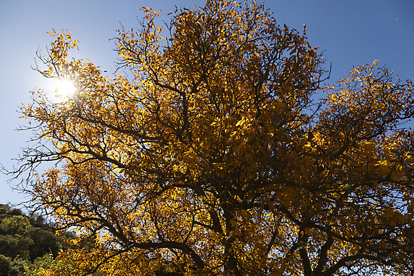 포토 JPG 해외이미지 나무 식물 드레스 계절 단풍 잎 자연 하늘 풍경 사람없음 야외 파란색 빛 햇빛 뷰티 노란색 맑음 성장 가을 나뭇가지 시골 스페인 황금 중앙 숲 산등성이 호두 나무껍질 지역 타운 아라곤 내추럴 해외포토 옷 유럽 컬러 날씨 산 태양 견과류 껍질 도시 생태계 파일형식 이미지허브