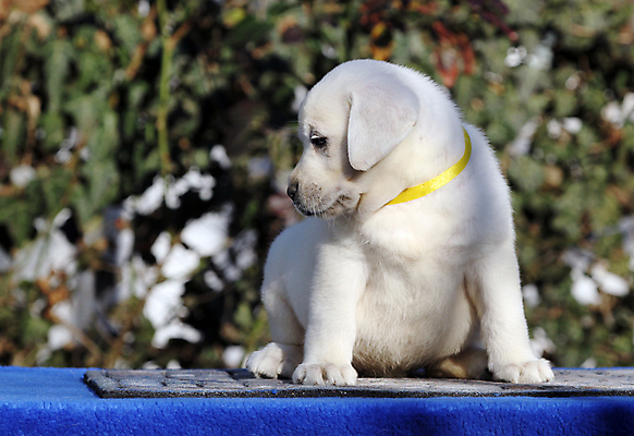 포토 JPG 해외이미지 응시 행복 어린이 놀이 탁자 사람없음 파란색 반려동물 노란색 귀여움 기쁨 개 리트리버 달콤 강아지 래브라도리트리버 위치 창백 기르기 유래 해외포토 동물 시선 감정 컬러 가구 컨셉 포유류 사람 맛 돌봄 파일형식 이미지허브