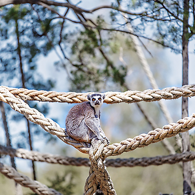 포토 JPG 해외이미지 동물 아시아 야생동물 밧줄 백그라운드 포유류 아프리카 자연 털 동물원 국립공원 사람없음 검은색 줄무늬 흰색 원숭이 반지 닫기 숲 열대우림 꼬리 멸종 솜털 서식지 말레이시아 싱가폴 동물상 마다가스카르 여우원숭이 해외포토 공원 나라 줄 컬러 무늬 장신구 모션 조형물 생태계 파일형식 이미지허브