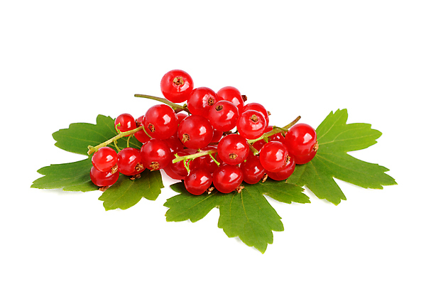 포토 JPG 해외이미지 열매 음식 줄기 잎 과일 디저트 건강 사람없음 빨간색 초록색 여름 쌓기 활발 흰색 신선 그룹 맛 다발 유기농 흙더미 내추럴 강렬 건포도 고립 숙성 채식주의자 해외포토 식물 웰빙 계절 컬러 컨셉 모션 포도 흙 채식 건과일 파일형식 더미 이미지허브