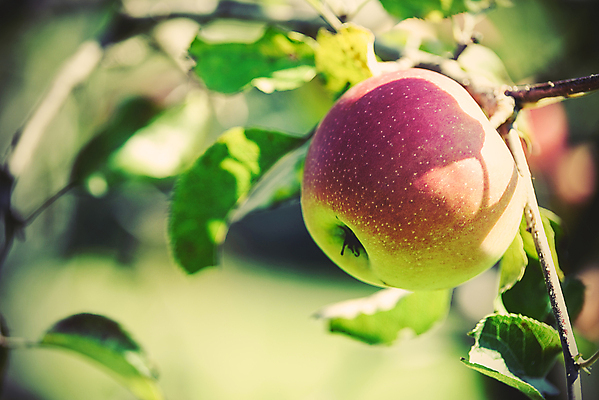 포토 JPG 해외이미지 나무 식물 계절 음식 백그라운드 잎 농업 다이어트 과일 자연 건강 사람없음 야외 빨간색 초록색 빛 농장 정원 수확 나뭇가지 시골 신선 달콤 맛 사과 다발 유기농 원예 보케 내추럴 밭일 숙성 해외포토 웰빙 산업 컬러 컨셉 취미 생태계 파일형식 이미지허브