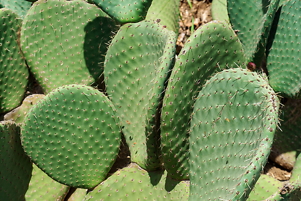 포토 JPG 해외이미지 모양 식물 계절 꽃 잎 꽃무늬 채소 자연 멕시코 선인장 건강 풍경 사람없음 빨간색 초록색 파란색 컬러풀 노란색 사막 성장 쌍 가시 인도인 척추 묘사 복고 날카로움 애리조나 고립 숙성 식용 이국적 채식주의자 텍사스 해외포토 외국인 컬러 북아메리카 무늬 뼈 동양인 미국 생태계 채식 파일형식 이미지허브