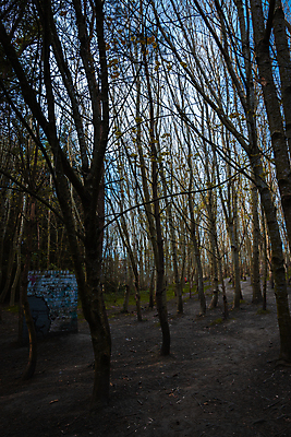 포토 JPG 해외이미지 주간 나무 영어 공원 유럽 길 야생동물 자연 조류 영국 사람없음 초록색 햇빛 태양 갈색 걷기 환경 봄 하이킹 나뭇가지 시골 보호 숲 큼 오솔길 요크셔테리어 버드나무 좁은 먼지 나무껍질 진흙 서식지 일반 내추럴 벌거벗은 삼림지대 얇은 전국 해외포토 자연요소 식물 동물 문자 계절 공공시설 나라 컬러 컨셉 모션 레저 껍질 크기 테리어 생태계 파일형식 이미지허브