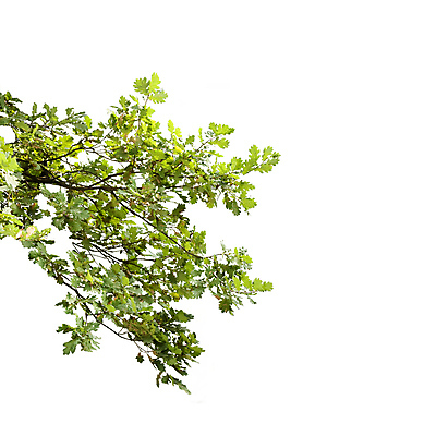 포토 JPG 해외이미지 나무 식물 계절 줄기 백그라운드 낙엽 잎 자연 추상 프레임 사람없음 야외 초록색 우주 환경 정원 봄 성장 흰색 나뭇가지 신선 숲 큼 심볼 묘사 싱글 에코 유기농 내추럴 고립 생태학 엘리먼트 그리너리 해외포토 웰빙 교육 컬러 무늬 크기 생태계 파일형식 트랜드컬러 이미지허브