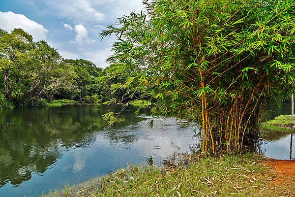 포토 JPG 해외이미지 나무 식물 문화 호수 선 줄기 백그라운드 이동 잎 자연 동양인 풍경 사람없음 야외 치료 장식 초록색 물 강 새싹 환경 일본 스파 중국 흐름 성장 나뭇가지 신선 허브 심볼 대나무 동쪽 테라피 내추럴 해외포토 자연요소 아시아 컬러 컨셉 의학 인종 뷰티 방향 생태계 파일형식 이미지허브