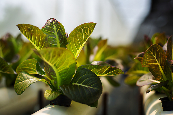 포토 JPG 해외이미지 식물 손 디자인 계절 음식 백그라운드 잎 농업 다이어트 채소 재료 자연 탁자 양파 건강 요리 사람없음 목재 빨간색 초록색 여름 농장 바구니 우주 정원 샐러드 수확 가을 시골 신선 그룹 시장 농부 먹기 허브 유기농 원예 날것 모음 내추럴 채식주의자 비건 해외포토 나무 직업 웰빙 산업 컬러 가구 모션 취미 신체부위 생태계 채식 파일형식 이미지허브