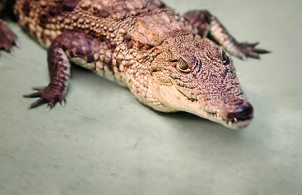 포토 JPG 해외이미지 동물 응시 야생동물 백그라운드 부분 파충류 자연 동물원 웃음 사람없음 초록색 머리 올려보기 입 닫기 치아 위험 큼 가죽 피부 도마뱀 날카로움 육식동물 악어 육식 고립 이국적 디테일 해외포토 시선 컬러 컨셉 모션 표정 신체부위 소화기관 크기 생태계 파일형식 이미지허브