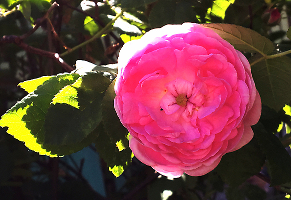 포토 JPG 해외이미지 식물 계절 꽃잎 꽃 분홍색 꽃다발 결혼 백그라운드 잎 꽃무늬 자연 발렌타인데이 선물 사람없음 장식 뷰티 장미 정원 봄 성장 벚꽃 개화 정상 다발 배열 향기 아로마 악취 내추럴 구성 해외포토 컬러 무늬 데이이벤트 이벤트 생태계 냄새 파일형식 이미지허브