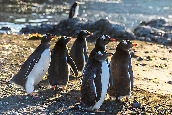 포토 JPG 해외이미지 동물 야생동물 섬 여행 자연 조류 병아리 종류 서기 사람없음 야외 물 반려동물 뷰티 검은색 희망 추위 흰색 아기 그룹 황무지 선탠 보호 군중 모피 다발 남극 북극 깃털 펭귄 부리 지역 암초 커뮤니티 남쪽 식민지 해외포토 자연요소 감정 컬러 컨셉 모션 사람 극지방 방향 생태계 파일형식 이미지허브