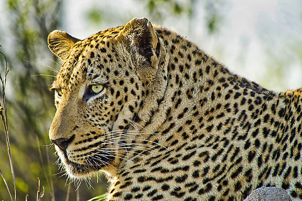 포토 JPG 해외이미지 주간 한마리 응시 야생동물 잎 자연 사람없음 야외 아웃포커스 숲 맹수 표범 남아프리카 보츠와나 해외포토 자연요소 식물 동물 1 시선 포유류 아프리카 촬영기법 생태계 파일형식 이미지허브