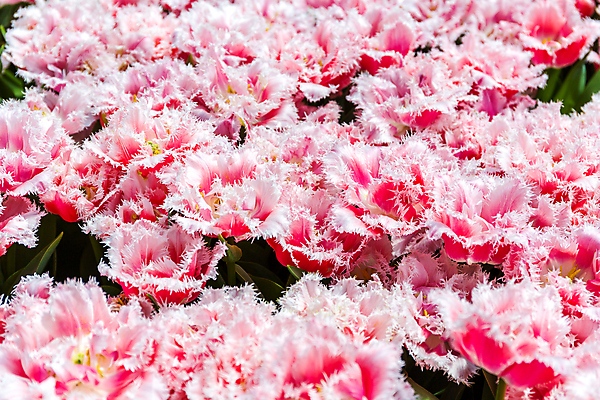 포토 JPG 해외이미지 식물 꽃잎 꽃 분홍색 백그라운드 자연 사람없음 벚꽃 해외포토 컬러 생태계 파일형식 이미지허브