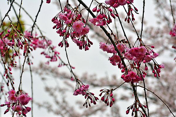 포토 JPG 해외이미지 나무 식물 계절 꽃 아시아 분홍색 백그라운드 꽃무늬 자연 사람없음 정원 일본 봄 벚꽃 나뭇가지 신선 개화 체리 내추럴 오사카 해외포토 나라 컬러 무늬 과일 생태계 파일형식 이미지허브