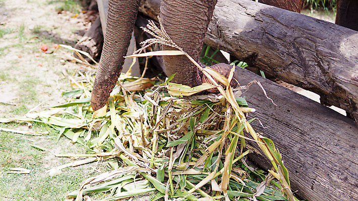 포토 JPG 해외이미지 동물 공원 아시아 야생동물 여행 포유류 태국 자연 코끼리 동물원 동양인 성인 사람없음 야외 환경 시골 아기 그룹 구출 보호 군중 울음 큼 사파리 대나무 눈물 호기심 귀 부드러움 멸종 내추럴 돌봄 보호구역 수유 해외포토 나무 공공시설 감정 나라 컨셉 모션 표정 사람 인종 신체부위 도움 감각 크기 생태계 구역 파일형식 이미지허브
