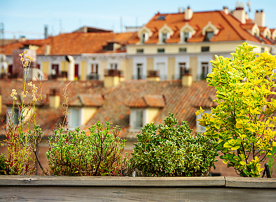 포토 JPG 해외이미지 식물 꽃 유럽 여행 백그라운드 건축양식 벽지 지붕 휴가 주택 파노라마 앉기 풍경 사람없음 건물 목재 가로 여름 햇빛 태양 평화 덮개 흰색 도시 역사 도심 옥상 타일 깃털 만족 질감 타운 구시가지 옛날 해외포토 자연요소 나무 건축물 계절 건축 감정 나라 컬러 컨셉 재료 모션 촬영기법 뚜껑 파일형식 이미지허브