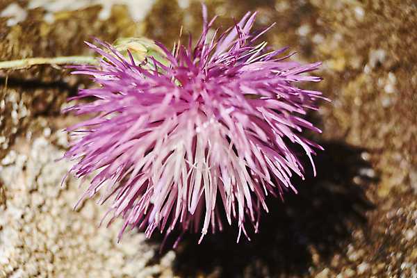 포토 JPG 해외이미지 식물 꽃 줄기 백그라운드 잎 채소 부분 자연 선인장 건강 사람없음 치료 초록색 약 주방 보라색 벚꽃 나뭇가지 가시 플러그 전기에너지 약초 만화 허브 생물학 꽃가루 부드러움 스파이크 엉겅퀴 찌르기 내추럴 아티초크 해외포토 나무 교육 컬러 의학 모션 에너지 풀_식물 감각 가루 생태계 파일형식 이미지허브