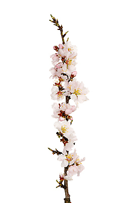 포토 JPG 해외이미지 나무 식물 계절 꽃 분홍색 백그라운드 꽃무늬 농업 자연 사람없음 야외 뷰티 새싹 고요 봄 성장 벚꽃 나뭇가지 시골 신선 개화 순수 아몬드 고립 몽환 해외포토 산업 컬러 컨셉 무늬 견과류 생태계 파일형식 이미지허브