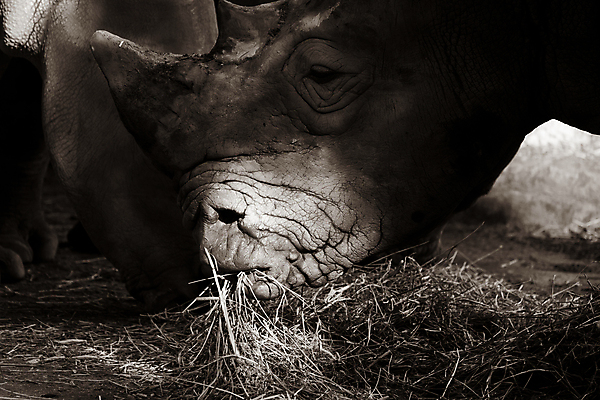 포토 JPG 해외이미지 동물 1 공원 야생동물 백그라운드 포유류 발 아프리카 자연 뿔 동물원 그림자 사람없음 야외 초록색 빛 머리 검은색 흰색 닫기 볏짚 작음 큼 먹기 사파리 피부 멸종 코뿔소 내추럴 싱가폴 전국 해외포토 공공시설 나라 아시아 컬러 모션 신체부위 짚 크기 생태계 파일형식 이미지허브