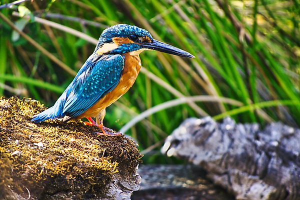 포토 JPG 해외이미지 주간 야생동물 자연 조류 사람없음 야외 물새 물총새 해외포토 자연요소 동물 생태계 파일형식 이미지허브