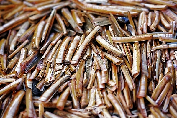 포토 JPG 해외이미지 바다 백그라운드 자연 조개 갑각류 사람없음 물 갈색 껍질 질감 내추럴 등딱지 땅바닥 멀티 이국적 많음 해외포토 자연요소 동물 컬러 컨셉 어패류 바닥 생태계 파일형식 이미지허브