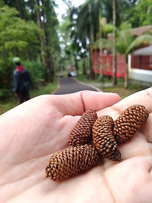 포토 JPG 해외이미지 나무 식물 공원 꽃 백그라운드 잎 크리스마스 손가락 자연 휴가 건조 씨앗 사람없음 야외 목재 아웃포커스 장식 가로 뷰티 갈색 고요 수확 성장 가을 소나무 오픈 숲 12월 허브 오브젝트 복고 인도네시아 솔방울 상록수 침엽수 원뿔 내추럴 고립 해외포토 도형 손 계절 공공시설 기념일 아시아 컬러 농업 재료 촬영기법 날짜 생태계 파일형식 이미지허브