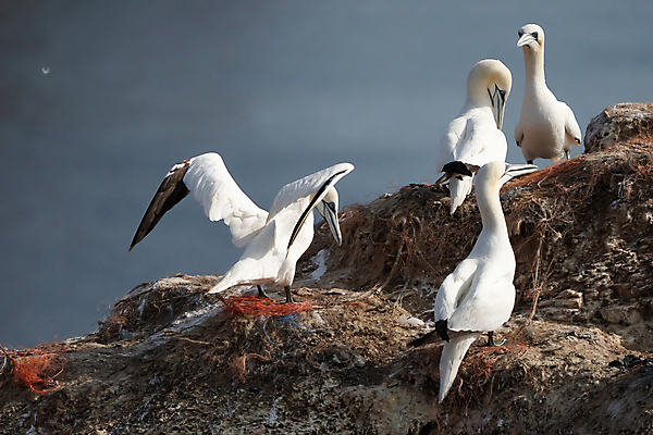 포토 JPG 해외이미지 동물 유럽 야생동물 바다 섬 백그라운드 날개 모션 자연 조류 풍경 성인 사람없음 야외 물 파란색 환경 검은색 펼침 흰색 깃털 묘사 부리 북쪽 내추럴 식민지 착륙 해외포토 자연요소 나라 컬러 사람 방향 생태계 파일형식 이미지허브