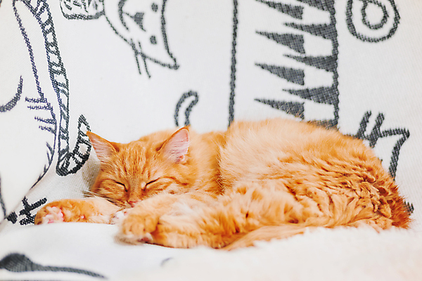 포토 JPG 해외이미지 한마리 실내 사람없음 반려동물 햇빛 고양이 이불 침대 낮잠 반려묘 해외포토 동물 1 가구 포유류 침구 내부 태양 잠 파일형식 이미지허브