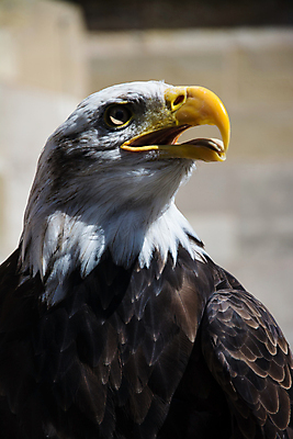 포토 JPG 해외이미지 동물 호수 바다 조류 사람없음 야외 머리 미국 흰색 물개 깃털 독수리 해외포토 컬러 북아메리카 포유류 신체부위 바다동물 파일형식 이미지허브