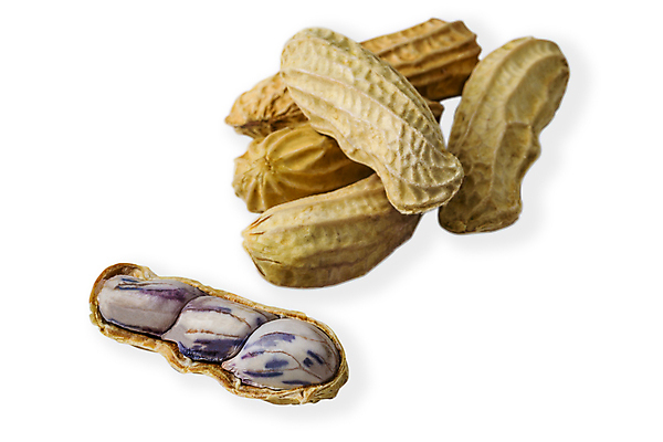 포토 JPG 해외이미지 백그라운드 요리 사람없음 견과류 껍질 흰색 그룹 땅콩 고립 삶기 해외포토 컬러 파일형식 이미지허브