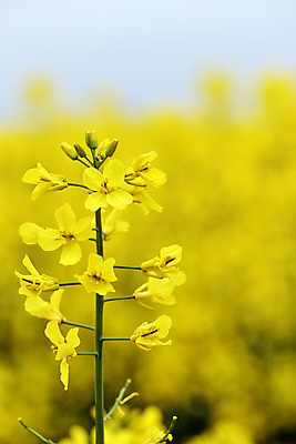 포토 JPG 해외이미지 식물 계절 꽃 백그라운드 밭 농업 자연 씨앗 사람없음 야외 초록색 농작물 농장 노란색 환경 봄 에너지 벚꽃 시골 개화 유채 밭일 카놀라 세련 해외포토 산업 컬러 생태계 파일형식 이미지허브