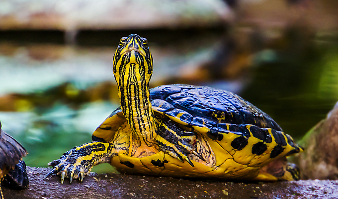 포토 JPG 해외이미지 동물 얼굴 파충류 사람없음 옆모습 초록색 물 반려동물 강 노란색 머리 미국 껍질 연못 거북이 습지 땅 목 이국적 인기 해외포토 자연요소 뷰포인트 컬러 북아메리카 신체부위 파일형식 이미지허브