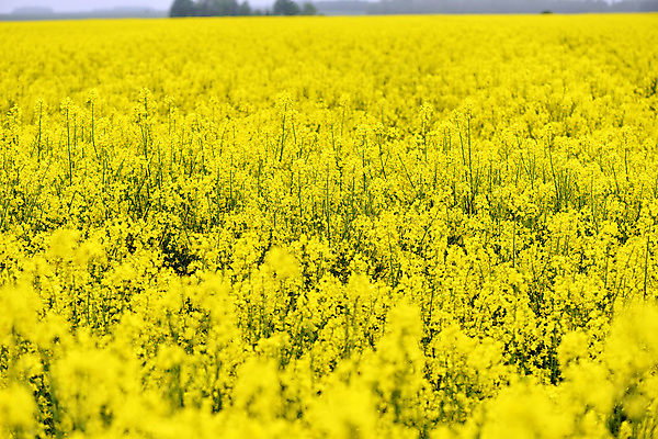 포토 JPG 해외이미지 식물 계절 꽃 백그라운드 밭 농업 자연 씨앗 사람없음 야외 초록색 여름 농작물 농장 노란색 환경 봄 에너지 벚꽃 시골 개화 유채 밭일 카놀라 세련 해외포토 산업 컬러 생태계 파일형식 이미지허브