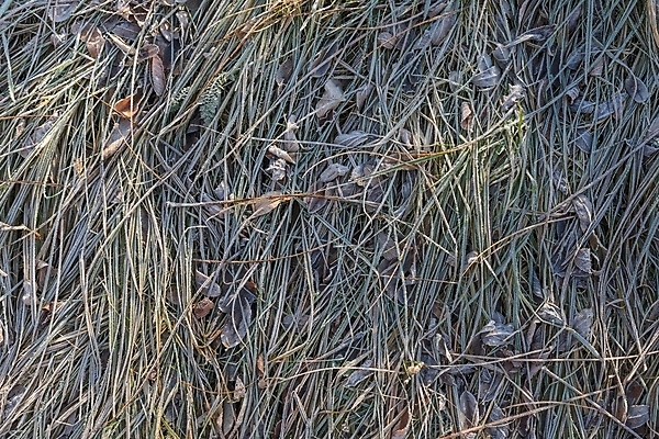 포토 JPG 해외이미지 식물 백그라운드 겨울 자연 사람없음 초록색 빛 냉동 얼음 숲 장면 결정체 내추럴 해외포토 자연요소 계절 컬러 생태계 파일형식 이미지허브