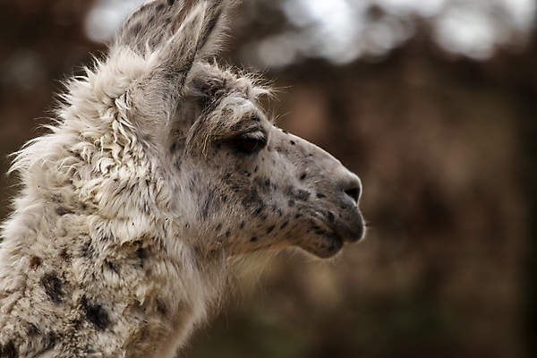 포토 JPG 해외이미지 척추동물 응시 시선 포유류 포옹 초식동물 생물 따뜻함 동물원 사람없음 반려동물 세계 가축 침묵 입 선탠 먹이 모피 자르기 속눈썹 사파리 호기심 코 엽서 귀 낙타 부드러움 목 노려봄 과부하 관심 라마 잉카 전용 카피스페이스 목가 차단 해외포토 동물 감정 컨셉 안기 모션 표정 신체부위 소리 공백 감각 눈썹 편지 파일형식 이미지허브