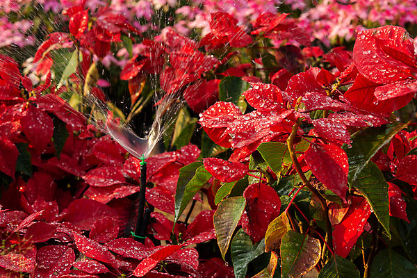 포토 JPG 해외이미지 나무 식물 계절 꽃잎 꽃 분홍색 백그라운드 잎 크리스마스 겨울 꽃무늬 자연 휴가 사람없음 장식 빨간색 초록색 물 컬러풀 정원 벚꽃 물방울 축하 개화 떨어짐 이슬 질감 포인세티아 강렬 해외포토 자연요소 기념일 컬러 컨셉 무늬 생태계 파일형식 이미지허브