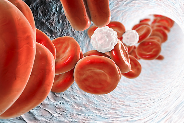포토 JPG 해외이미지 세포 사람없음 3D 적혈구 혈구 백혈구 해외포토 디지털합성 혈관 파일형식 이미지허브