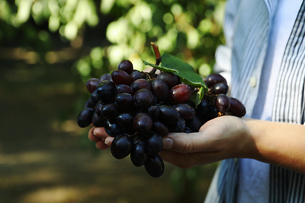 포토 JPG 해외이미지 나무 식물 손 계절 여자 음식 잎 농업 과일 자연 포도 노동자 건강 사람 사람없음 야외 빨간색 초록색 여름 우주 와인 정원 보라색 수확 가을 시골 신선 잡기 농부 다발 유기농 포도밭 포도나무 내추럴 밭일 숙성 양조장 해외포토 직업 웰빙 산업 컬러 밭 모션 주류 신체부위 과일나무 생태계 파일형식 이미지허브