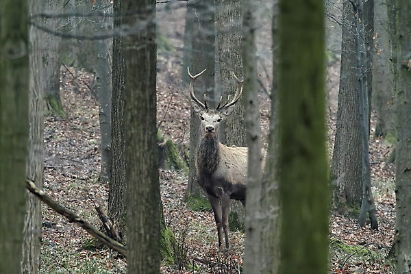 포토 JPG 해외이미지 주간 나무 야생동물 사슴 사람없음 야외 소프트포커스 숲 해외포토 자연요소 식물 동물 포유류 촬영기법 파일형식 이미지허브
