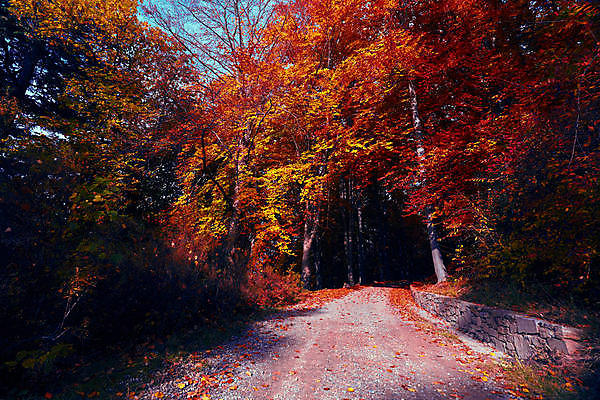 포토 JPG 해외이미지 잎 자연 산 따뜻함 사람없음 빨간색 태양 이탈리아 숲 해외포토 자연요소 식물 유럽 컬러 생태계 파일형식 이미지허브