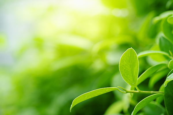 포토 JPG 해외이미지 나무 식물 계절 백그라운드 컨셉 잎 패턴 자연 벽지 추상 잔디 사람없음 초록색 빛 컬러풀 햇빛 태양 뷰티 우주 환경 정원 맑음 봄 성장 신선 숲 질감 보케 부드러움 내추럴 블러 생태학 지구의날 카피스페이스 그리너리 효과 해외포토 자연요소 교육 기념일 컬러 무늬 날씨 공백 감각 생태계 파일형식 트랜드컬러 이미지허브