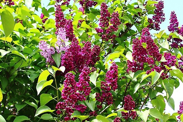 포토 JPG 해외이미지 꽃무늬 봄꽃 하늘 엄마 발렌타인데이 사람없음 뷰티 정원 맑음 보라색 봄 벚꽃 시골 인사 관목 엽서 마법 낭만주의 어머니의날 해외포토 나무 계절 기념일 꽃 컬러 무늬 가족 데이이벤트 날씨 예절 편지 미국문화 파일형식 이미지허브