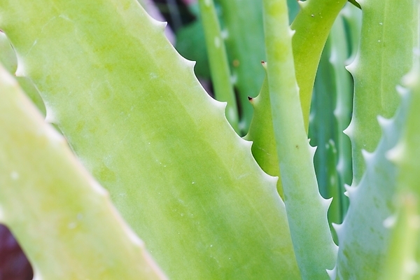 포토 JPG 해외이미지 화초 잎 근접촬영 사람없음 수분 피부관리 원예 보습 알로에 알로에베라 해외포토 식물 뷰포인트 취미 뷰티 파일형식 이미지허브