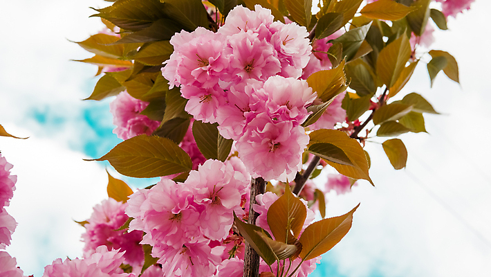 포토 JPG 해외이미지 주간 나무 구름 사람없음 야외 햇빛 뷰티 맑음 봄 벚꽃 나뭇가지 해외포토 자연요소 식물 계절 꽃 날씨 태양 파일형식 이미지허브