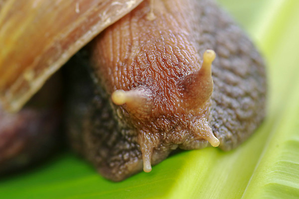 포토 JPG 해외이미지 동물 야생동물 줄기 백그라운드 자국 모션 아프리카 자연 연체동물 나선형 사람없음 초록색 갈색 환경 정원 젖음 껍질 해충 벌레 큼 땅 유기농 덮기 촉수 느림 거인 내추럴 기어가기 민달팽이 생태학 끈적임 해외포토 식물 웰빙 교육 나라 컬러 곤충 무늬 무척추동물 크기 생태계 파일형식 달팽이_동물 이미지허브