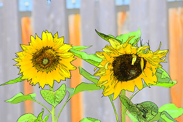 포토 JPG 해외이미지 식물 꽃 백그라운드 2 일러스트 재료 텍스트 해바라기 사람없음 울타리 컬러풀 연필 노란색 우주 정원 맑음 회색 흰색 큼 싱글 그림 크레파스 캔버스 해외일러스트 컬러 날씨 학용품 담장 필기구 크기 파일형식 이미지허브