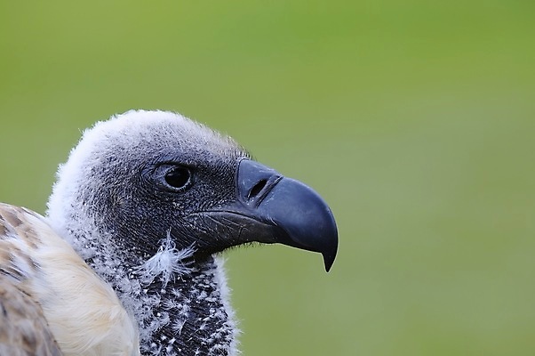 포토 JPG 해외이미지 동물 야생동물 아프리카 자연 조류 사람없음 흰색 먹이 깃털 부리 케냐 해외포토 나라 컬러 생태계 파일형식 이미지허브