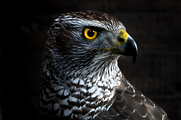 포토 JPG 해외이미지 동물 1 응시 얼굴 야생동물 백그라운드 자연 조류 사람없음 야외 옆모습 빨간색 갈색 노란색 머리 관찰 우아함 닫기 먹이 깃털 사냥 부리 독수리 육식동물 참새 사냥꾼 해외포토 직업 시선 뷰포인트 컬러 컨셉 모션 신체부위 생태계 파일형식 이미지허브