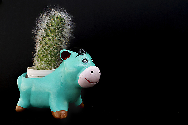 포토 JPG 해외이미지 모양 식물 동물 모델 디자인 꽃 행복 화분 화초 얼굴 백그라운드 잎 포유류 자연 검은배경 선반 선인장 사람없음 내부 장식 초록색 반려동물 장난감 숫자 갈색 정원 흰색 도자기 가시 냄비 작음 오브젝트 점토 내추럴 동물상 세련 해외포토 문자 감정 컬러 가구 신체부위 조형물 검은색 솥 크기 생태계 파일형식 이미지허브